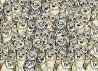 Onde está o gato? O desafio viral que ninguém descobre em menos de 10 segundos