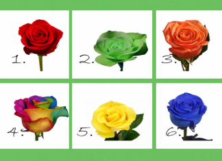 Teste: escolha sua rosa favorita e descubra que segredos de personalidade ela revela