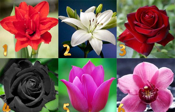 Escolha uma flor e descubra um segredo da sua personalidade