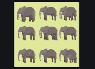 Teste a clareza visual: você consegue dizer o número correto de elefantes na imagem?