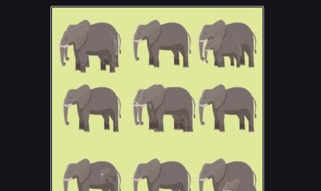 Teste a clareza visual: você consegue dizer o número correto de elefantes na imagem?