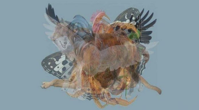 O primeiro animal que você vê revela o aspecto oculto da sua personalidade.