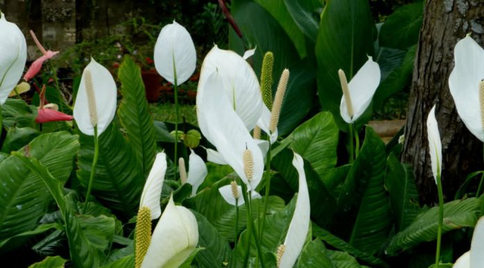 Spathiphyllum Wallisii: flor da paz possui um enorme valor e beleza ornamental
