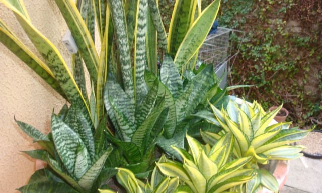 Conheça os benefícios da árvore de língua de tigre ou espada de São Jorge .