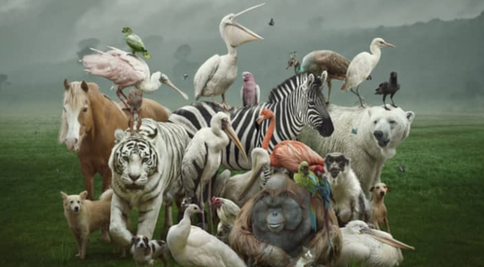 Teste: Descubra como os outros o veem ao escolher 3 animais dentre os 27