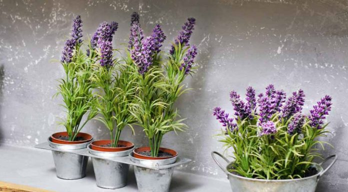 6 plantas heroicas para manter os insetos longe de todos os cantos da casa.