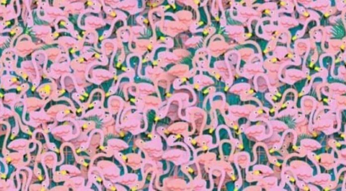 Somente os mais perceptivos podem encontrar a dançarina escondida nos flamingos.