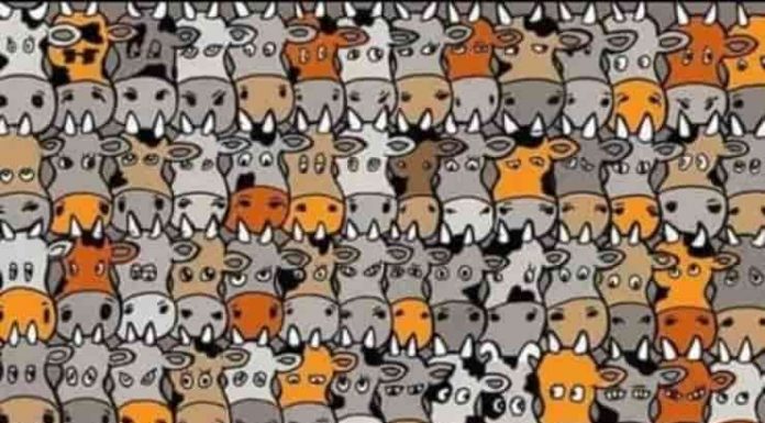 Teste intelectual: você consegue encontrar o cachorro entre as vacas?