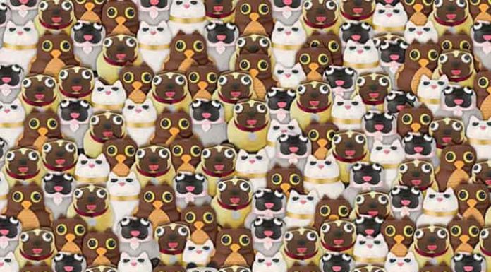 Teste de inteligência visual: você consegue encontrar o panda entre cães, gatos e corujas?