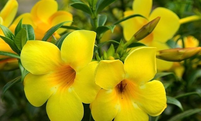 Pequenas e perigosas: Conheça cinco plantas que podem trazer danos.