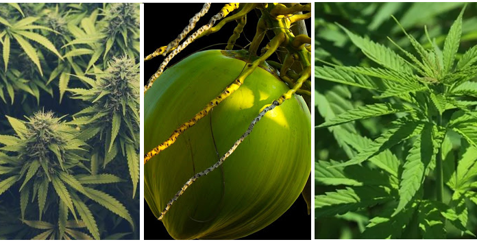 Linho, cânhamo e coco substituirão os plásticos