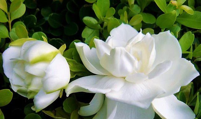 Cheirar Jasmim é ‘tão eficaz quanto antidepressivos’ na redução do estresse e ansiedade.