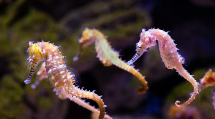 Você sabia que os cavalos-marinhos são peixes?