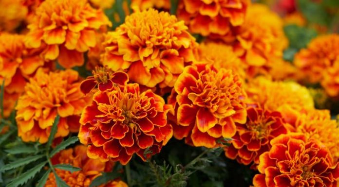 5 flores que mantêm as pragas longe do seu jardim.