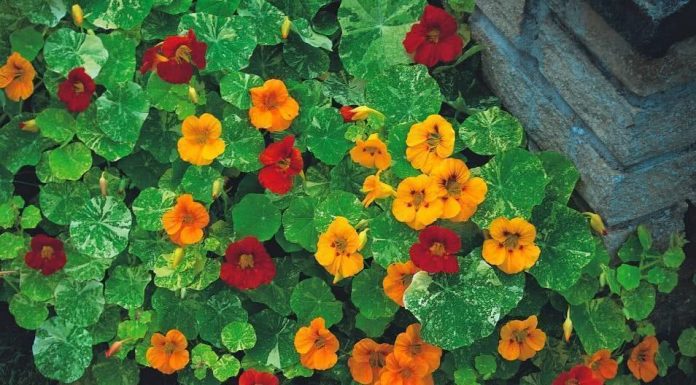 Capuchinha: traz uma série de benefícios à saúde, eficaz para infecção urinária, escorbuto e doenças de pele