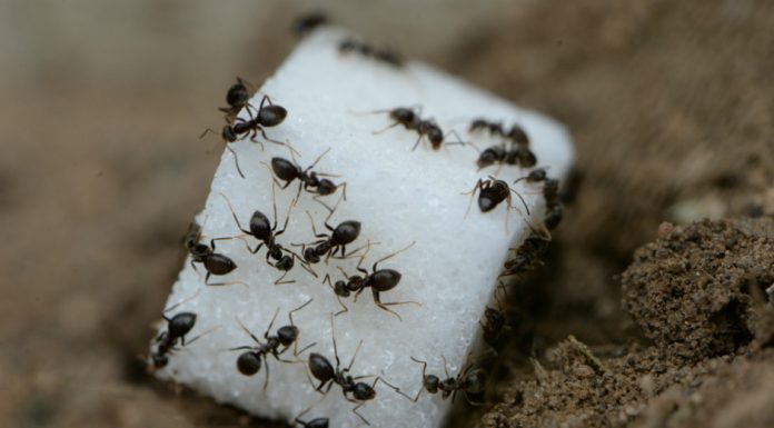 Qualquer pessoa com uma cozinha deve saber: como se livrar das formigas?