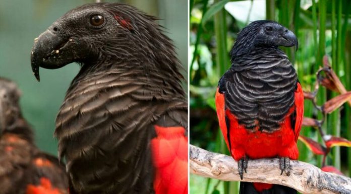 O ‘papagaio drácula’ pode ser o pássaro mais misterioso que existe.