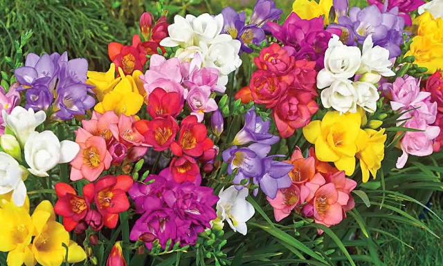 Frésias: flores que alegram os olhos e perfumam a alma.
