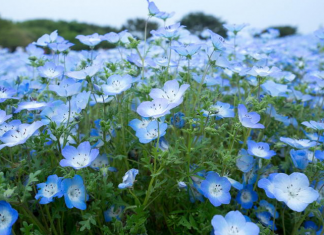 Você gosta de flores azuis? Uma seleção de anuais e perenes celestes.