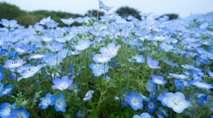 Você gosta de flores azuis? Uma seleção de anuais e perenes celestes.