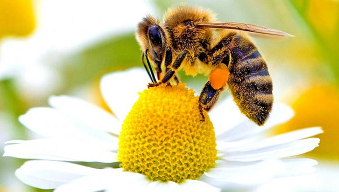As abelhas são agora consideradas a coisa viva mais importante da Terra.