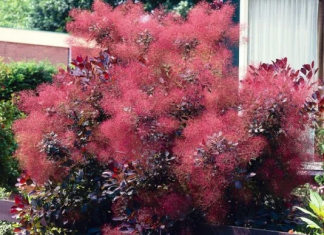 Nuvem rosa no jardim: magnífica scumpia.
