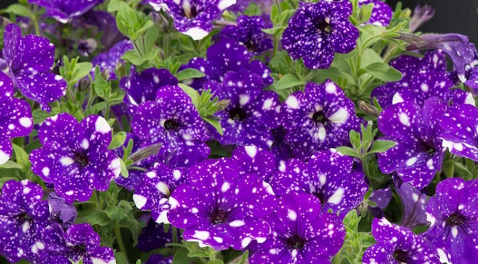 Petúnias Estelares refletem galáxias em suas pétalas.