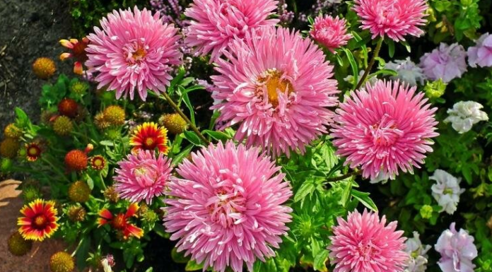 Como semear ásteres antes do inverno: três maneiras fáceis.