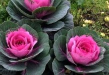 Conheça 4 plantas ornamentais lindas que não o deixarão indiferente