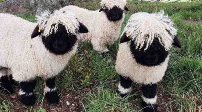 A ovelha de nariz preto do Valais foi considerada a “ovelha mais fofa do mundo”