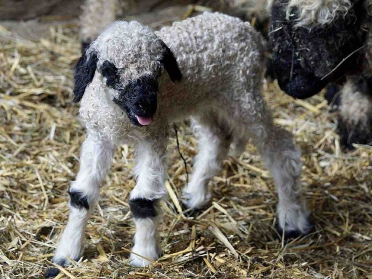 A ovelha de nariz preto do Valais foi considerada a  A ovelha de nariz preto do Valais foi considerada a