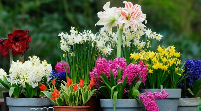 Algumas plantas mágicas que valem a pena ter em casa.