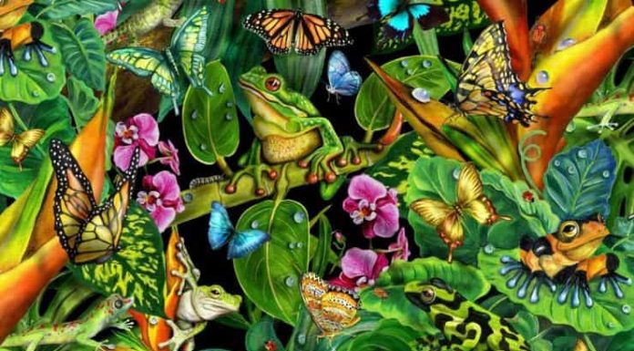 Teste de personalidade visual: O que viu primeiro? (Borboleta, lagarto ou rã)revela uma qualidade importante do seu ser.