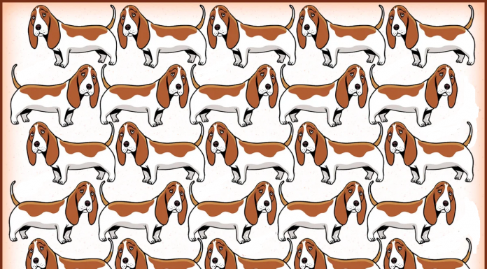 Dando um Olê na sua visão: Encontre o cachorro distinto!