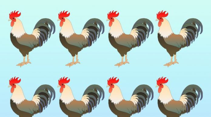 Desafio para quem diz ser um detetive astuto: ache o galo diferente na imagem!