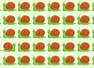 Teste suas habilidades visuais: ache o caracol distinto em 20s!