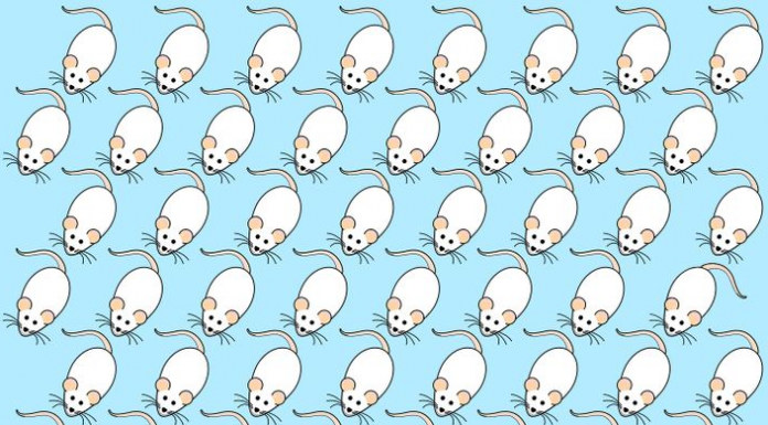 Você só tem 20 segundos para encontrar o rato branco diferente neste quebra-cabeça visual – 97% falharam
