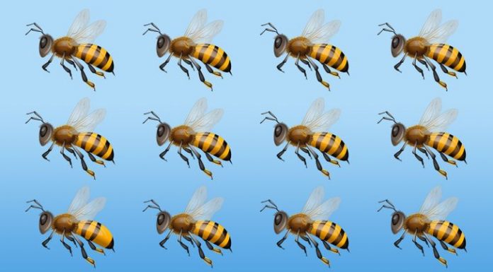 Você tem olho de falcão?Encontre a abelha diferente!