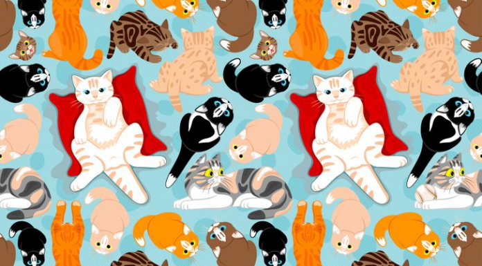 Um desses gatos está escondendo uma pequena bola de beisebol, você viu?