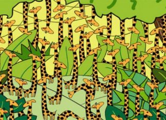 Observe com atenção: encontre a cobra escondida entre as girafas.