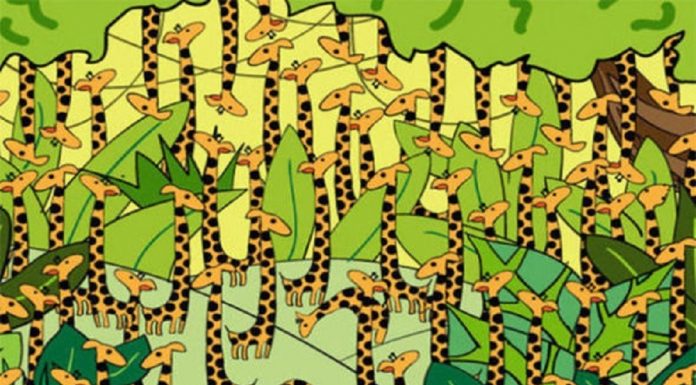 Observe com atenção: encontre a cobra escondida entre as girafas.