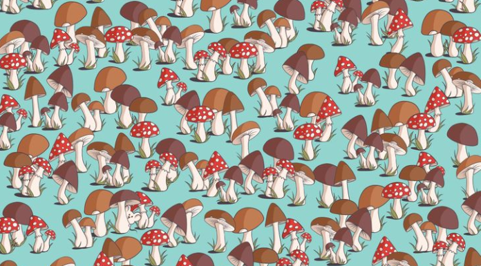 Consegues ver onde está o rato entre os cogumelos? – Apenas 1% conseguiu resolver o puzzle visual