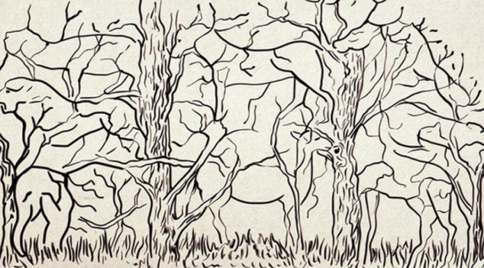 Teste de caráter: qual animal você viu primeiro?