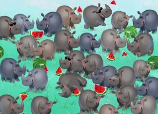 Você se considera um gênio? Encontre o intruso no teste visual do rinoceronte