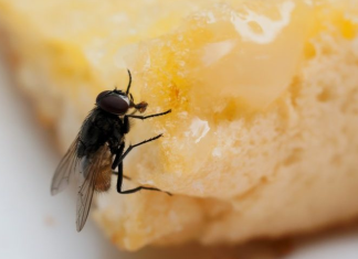 Se uma mosca pousar em sua comida, devemos jogá-la fora? Elas podem transmitir a bactéria da gastrite