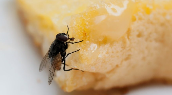 Se uma mosca pousar em sua comida, devemos jogá-la fora? Elas podem transmitir a bactéria da gastrite
