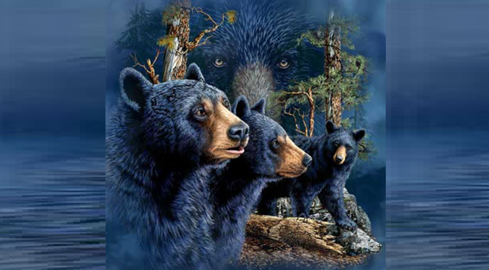 Prove que você é um dos melhores em resolver desafios visuais: Quantos ursos você vê?