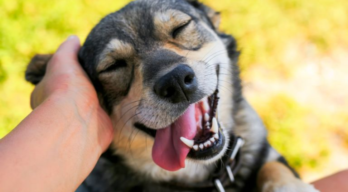 7 coisas que o cão faz quando quer ser carinhoso com o dono